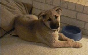 32894dog3.JPG