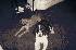 40425Brisbane_Rascal1-thumb.jpg