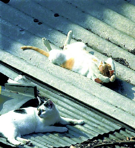 41831cat_sleepy.jpg