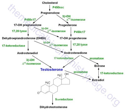 Tamoxifen Alternatives Uk
