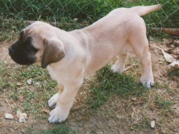 4-02DOGS009.jpg
