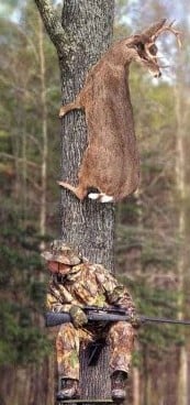 treedeer.jpg