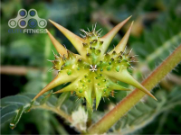 77f61dd50db17b171ec567bda9cdce857e3ff4cca44afe4642pimgpsh_fullsize_distr