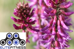 Astragalus hgh