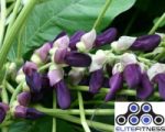 Herbs for HGH Boost