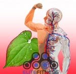 Epimedium Extract