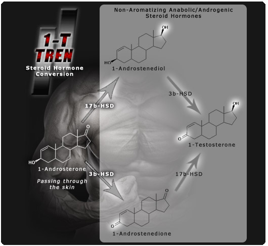 1-androsterone metabolites