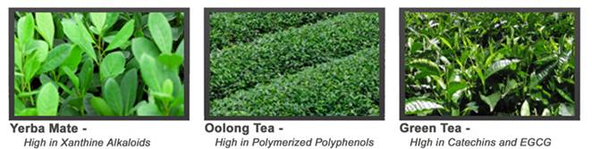 Primordial Performance Tea-3