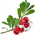 Uva-Ursi-Leaf-Extract.webp Uva-Ursi-Leaf-Extract.webp