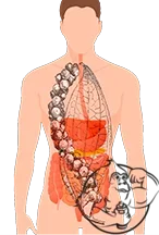 piper-nigrum-body.webp