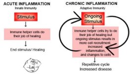 acute-vs-chronic-inflammation.jpg