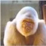 VanillaGorilla1