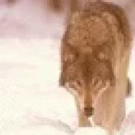 axisrnundi