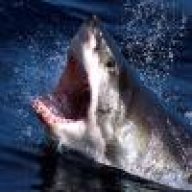 shark_attack
