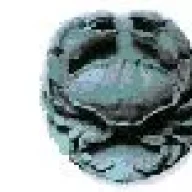 CAESAR7