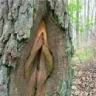 gnutz