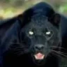 bigcats