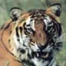 bigcat11