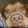 Pitty