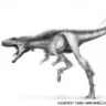 Raptorex