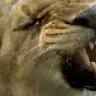 The Lion