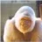 VanillaGorilla1