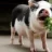 ILUVPIGGY