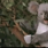 A Soft Koala
