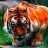norcalbengal