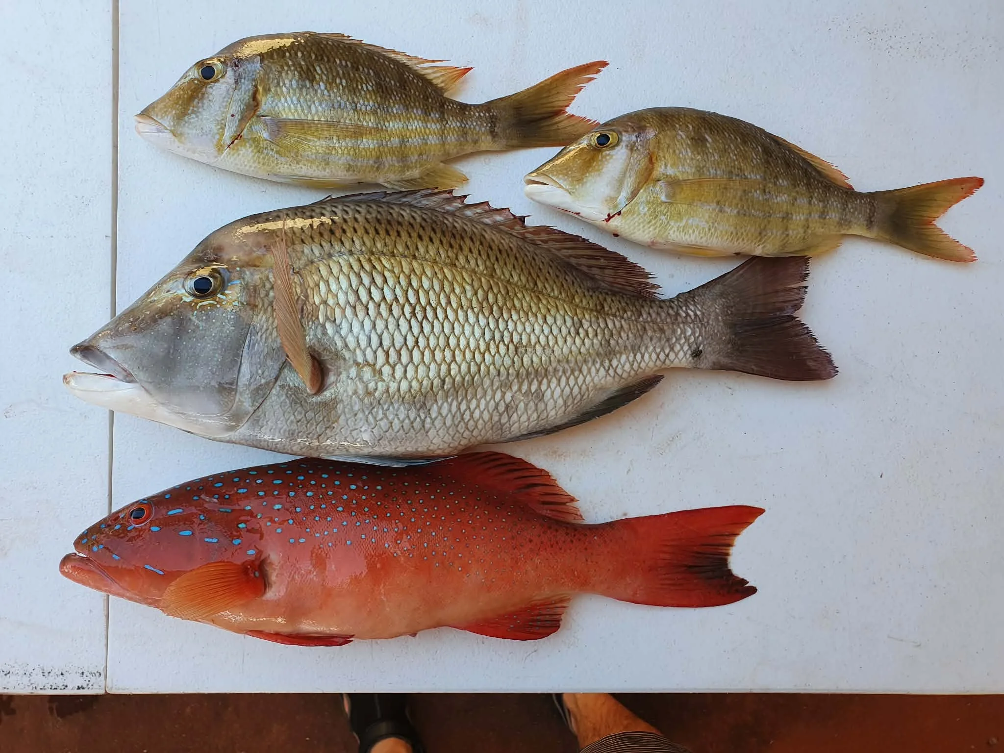 fresh fish.webp