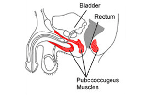 Pc muscle diagram